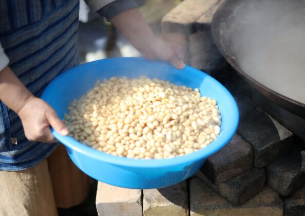蒸し上がった大豆を確認する工程｜味噌醸造における下処理と柔らかさの目安
