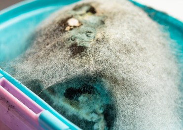 「保存状態が悪くカビが発生した味噌｜白カビ・緑カビによる劣化のサインと食べられない状態の見分け方」