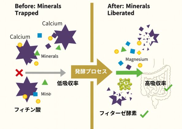 「発酵によるミネラル吸収率の変化を示す図。左側はフィチン酸によりカルシウムなどのミネラルが吸収されにくい状態、右側はフィターゼ酵素の働きでミネラルが遊離し、吸収率が向上した様子を表現。」