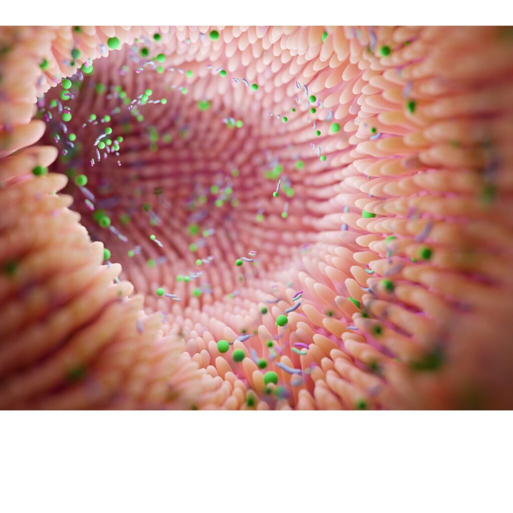 「腸内の絨毛が密集する様子を拡大・イメージ化した図。ピンク色の絨毛のまわりに、栄養素や腸内細菌を表すカラフルな粒子が漂っている」