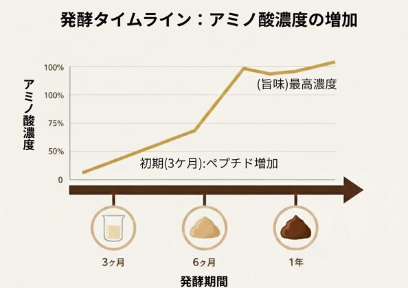 「発酵期間に応じたアミノ酸濃度の変化を示すグラフ。3ヶ月でペプチドが増加し、6ヶ月で旨味成分が最高濃度に達し、1年で再び上昇する様子を表現。」