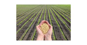 味噌の物語は大豆から始まった：渡来、定着、発酵へ