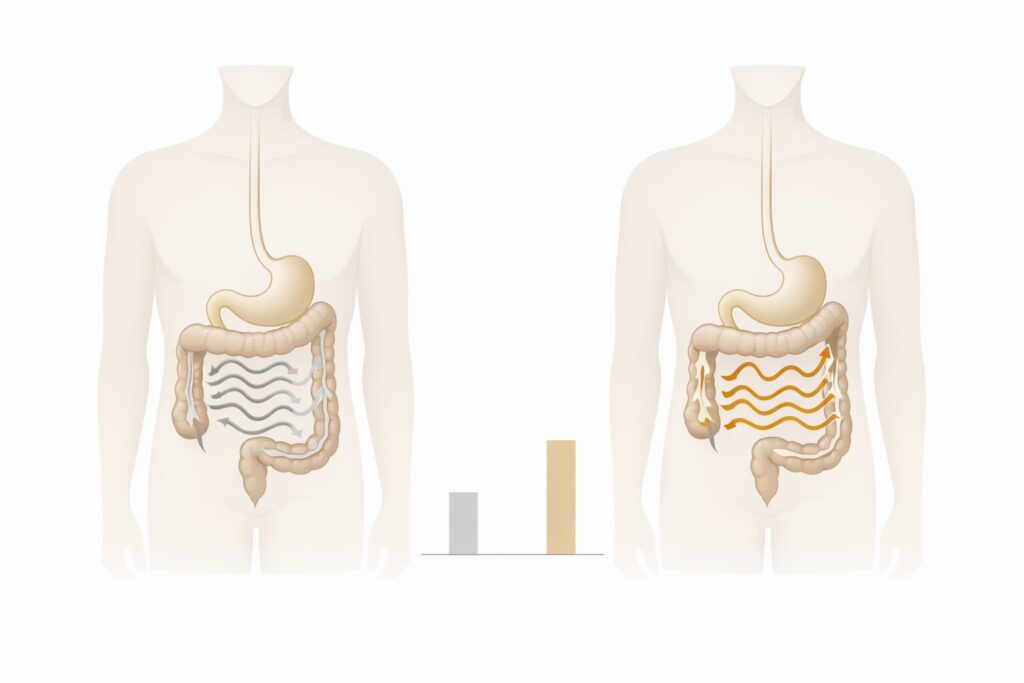 「味噌摂取による腸の蠕動運動の変化を示すイメージ図。腸の動きと棒グラフで比較」