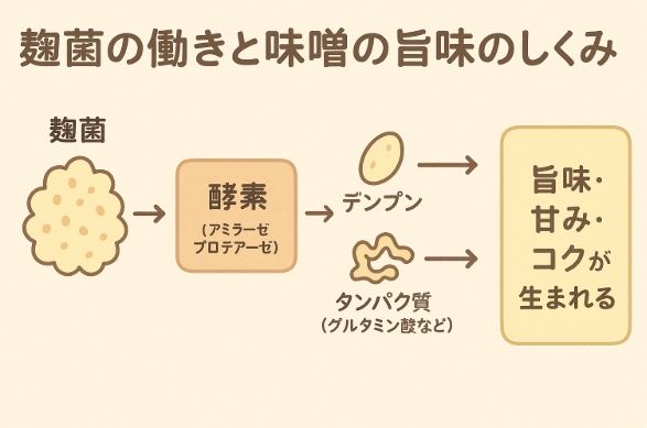 麹菌の酵素がデンプンとタンパク質を分解し、味噌の旨味・甘み・コクを生み出す仕組みを示した図解。