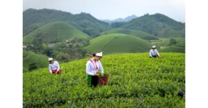 茶葉に宿る微生物の力：発酵茶の伝統と現代科学の融合