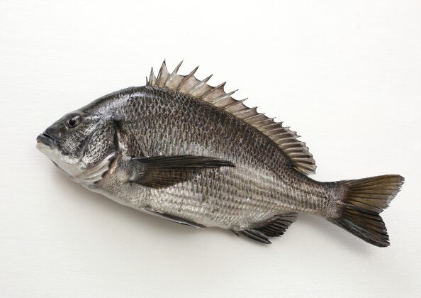 東京湾に生息する黒鯛。海苔やアサリへの食害が深刻化し、漁業被害の主因となっている。