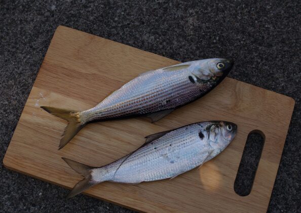 東京湾で漁獲されたコノシロ。かつては海苔の食害を引き起こす主な魚種とされていた。
