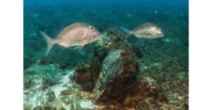 東京湾における黒鯛の漁業被害｜深刻化する食害問題の現状と対策