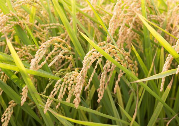 黄金色の稲穂 収穫前 新米
