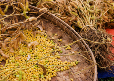 「収穫されたばかりの大豆が編み籠に盛られ、周囲には根とさやのついた大豆の株が並ぶ。黄緑色の豆が秋の実りを感じさせる、農村の素朴な風景。」